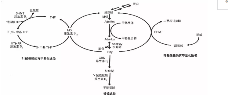 同型半胱氨酸偏高如何调理：了解高同型半胱氨酸的危害与改善方法