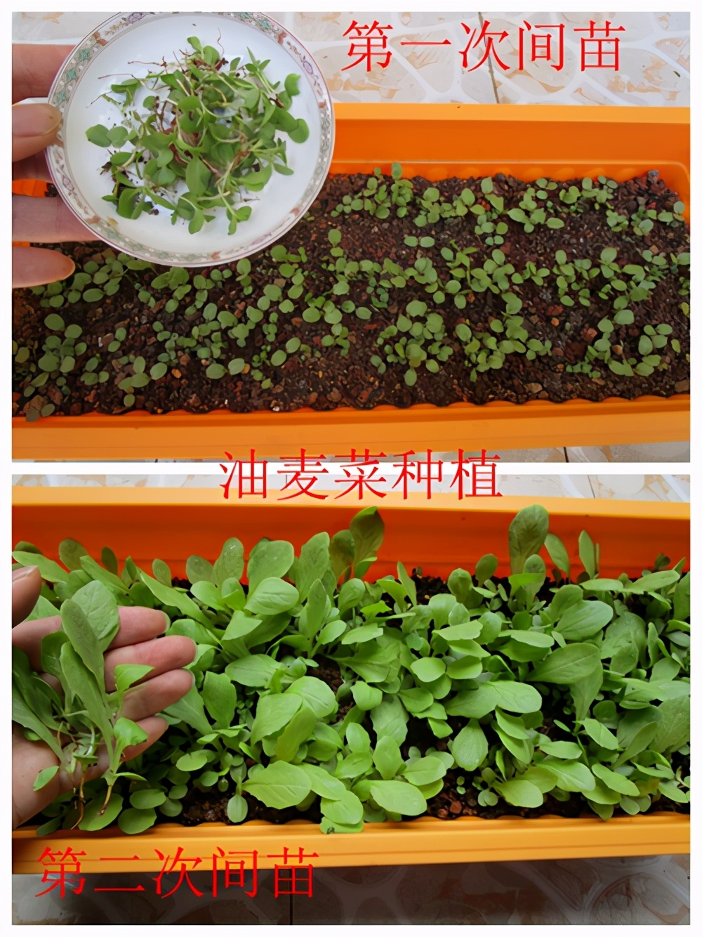 油麦菜是蔬菜吗 油麦菜是什么菜图片 微赚云博客