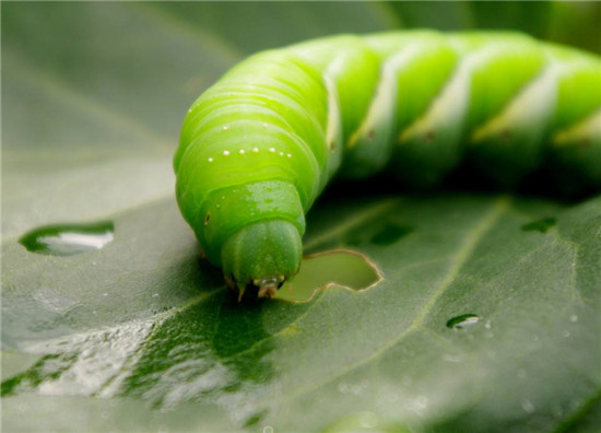 原来豆虫的营养赛人参,难怪卖得比肉还贵