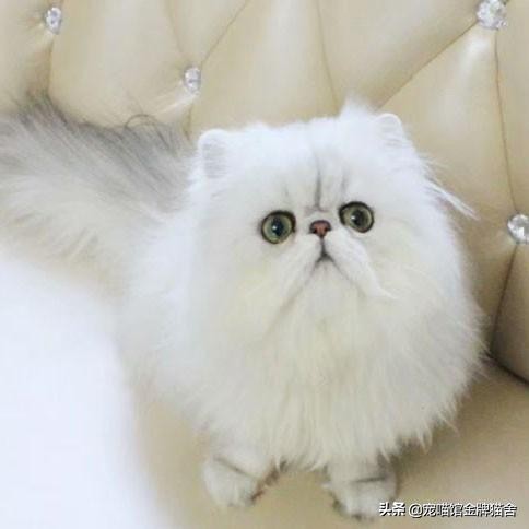 建议十二星座养的猫！有些可能听都没听过