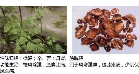 300个中草药图谱（附主治功效），知道一半就太牛了（上）