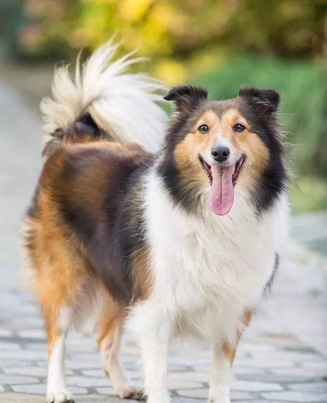 世界犬种智商排名榜前 30 名的聪明狗狗