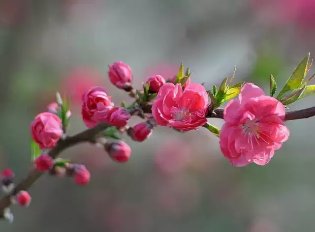 三月桃花开，36首桃花诗词送给你