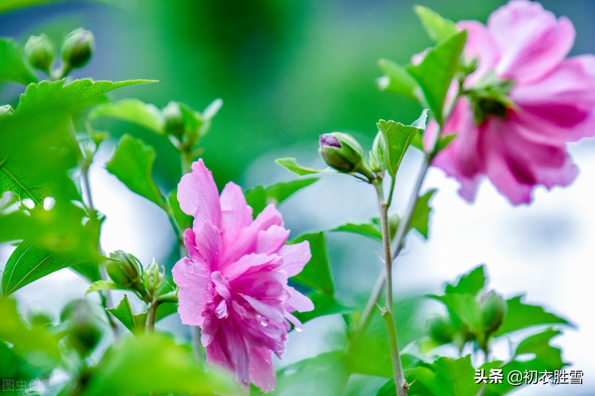 盛夏槿花，颜如舜华，朝开暮落，仙子优雅，槿花八首伴盛夏