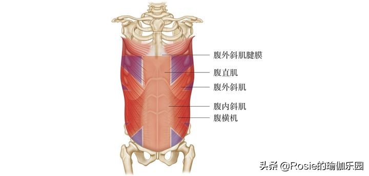 跳绳、跳操水桶腰、大肚子甩不掉？每天坚持这3步，轻松缩腰瘦腹