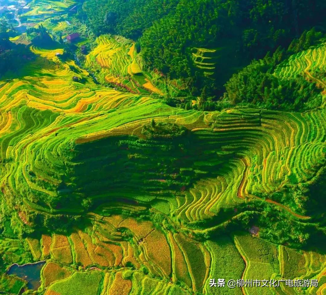 满山金色稻浪,为你换一屏秋色