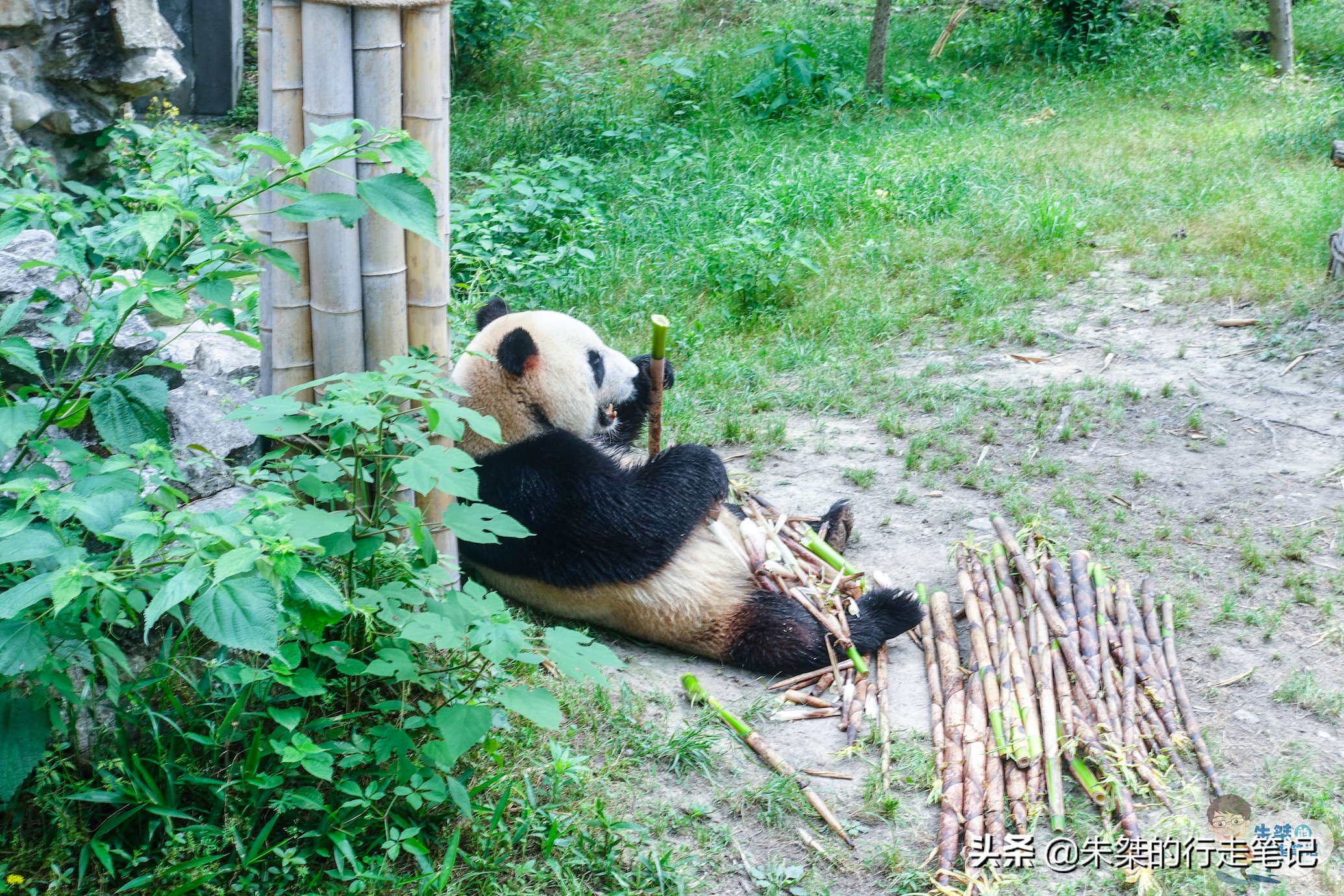 熊猫基地在哪里（全国首个大熊猫落户的县级基地）