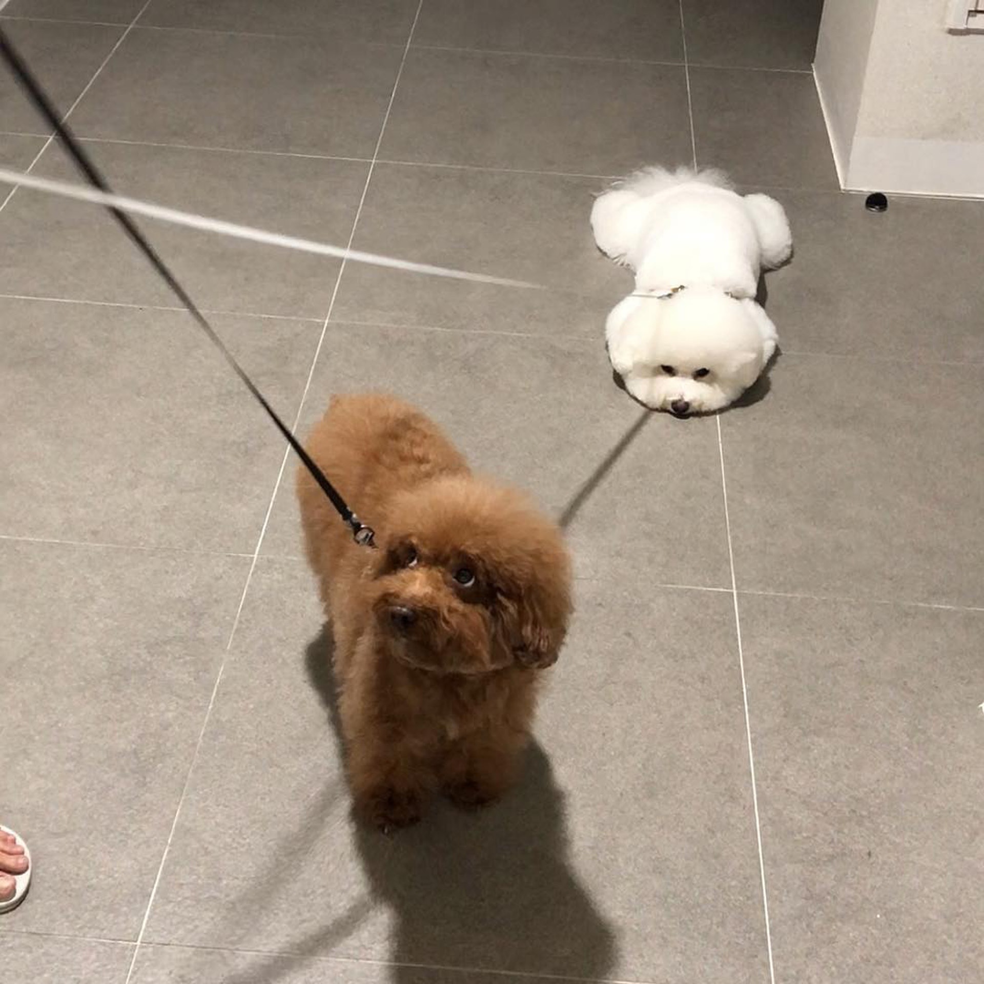 超可爱比熊犬侧脸肉肉的好想捏，谁看了不想养