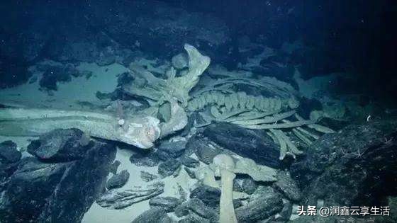 一鲸落，万物生；你是这片汪洋里，孤独的王。