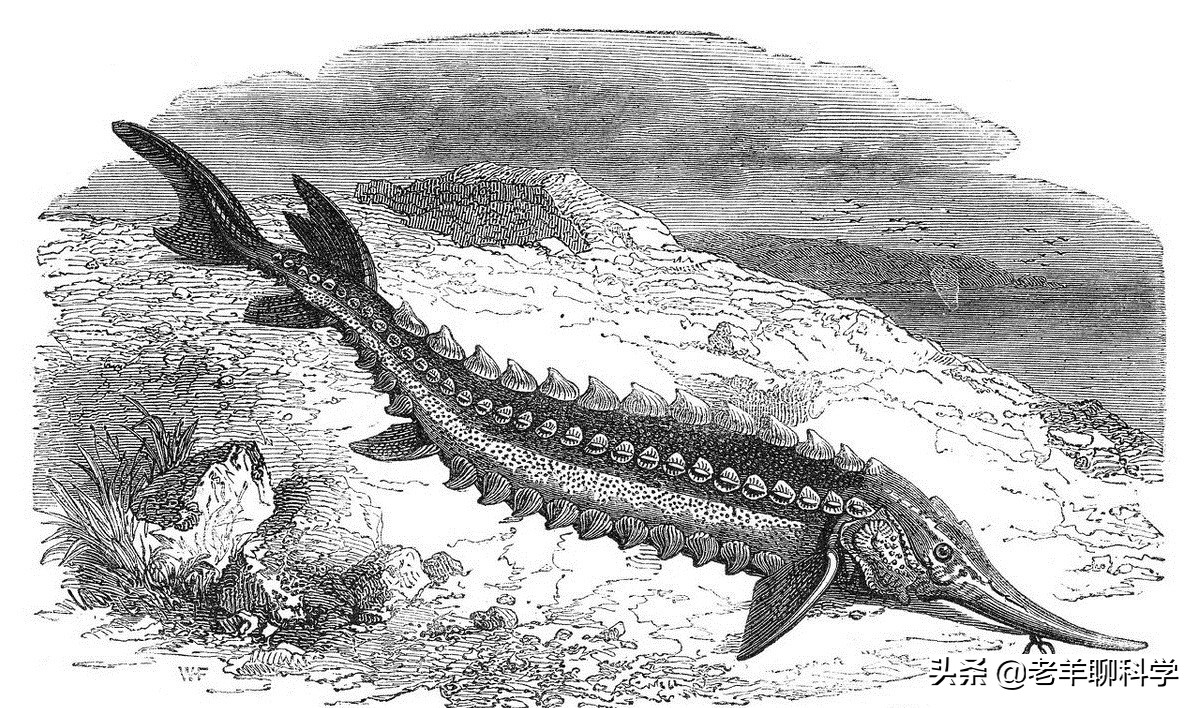 芝麻剑鱼多少钱一斤价值50万