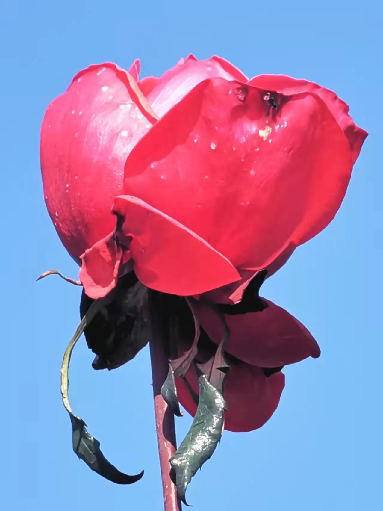 胡立强用华为手机拍摄（红花献给党）