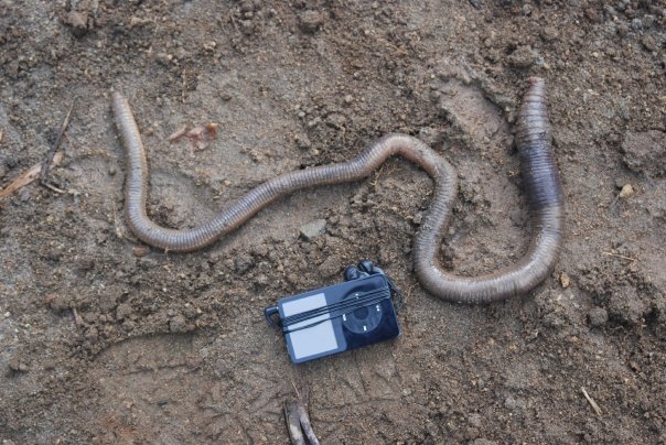 巨蚯蚓(用蚯蚓钓了这么多年的鱼,第一次见到这样的恐怖的巨型蚯蚓)