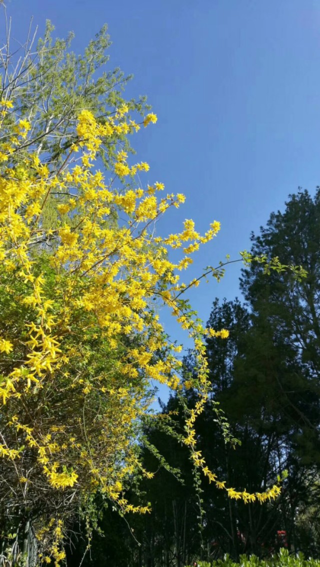 86句关于桃花的唯美诗句