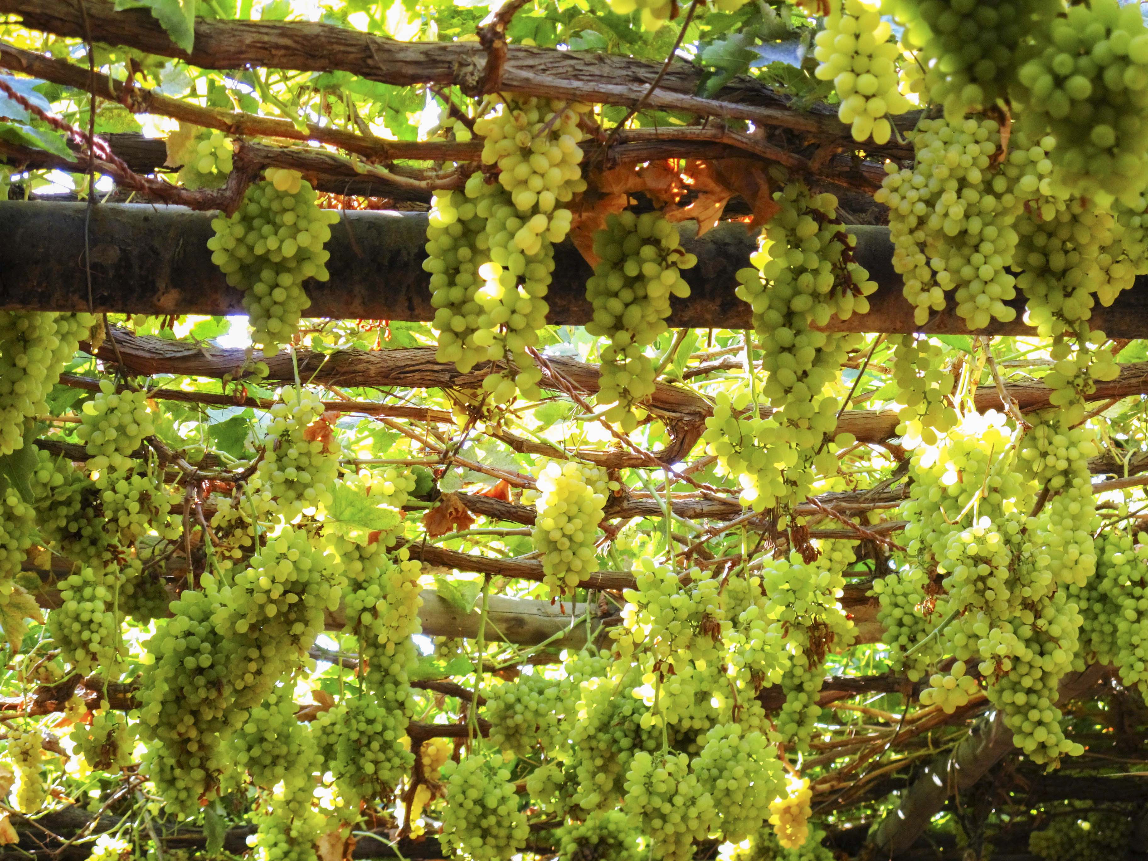 吐鲁番的葡萄熟了嘎嘎甜阿那尔罕的心儿醉了游人的心儿也醉了