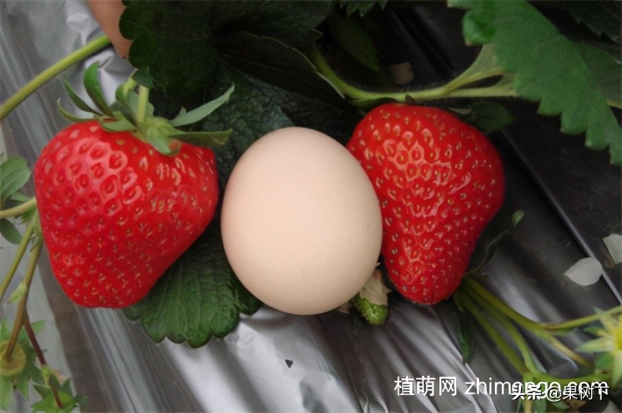 草莓种植季节，草莓什么时候种植比较好