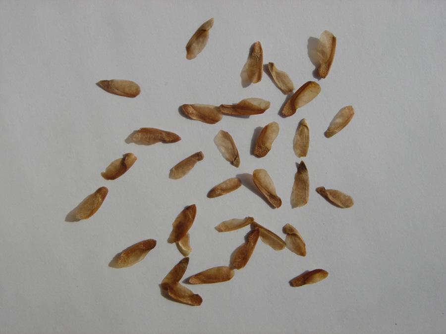 香椿芽苗菜，简便高效且四季可生产，关键生产技术详解