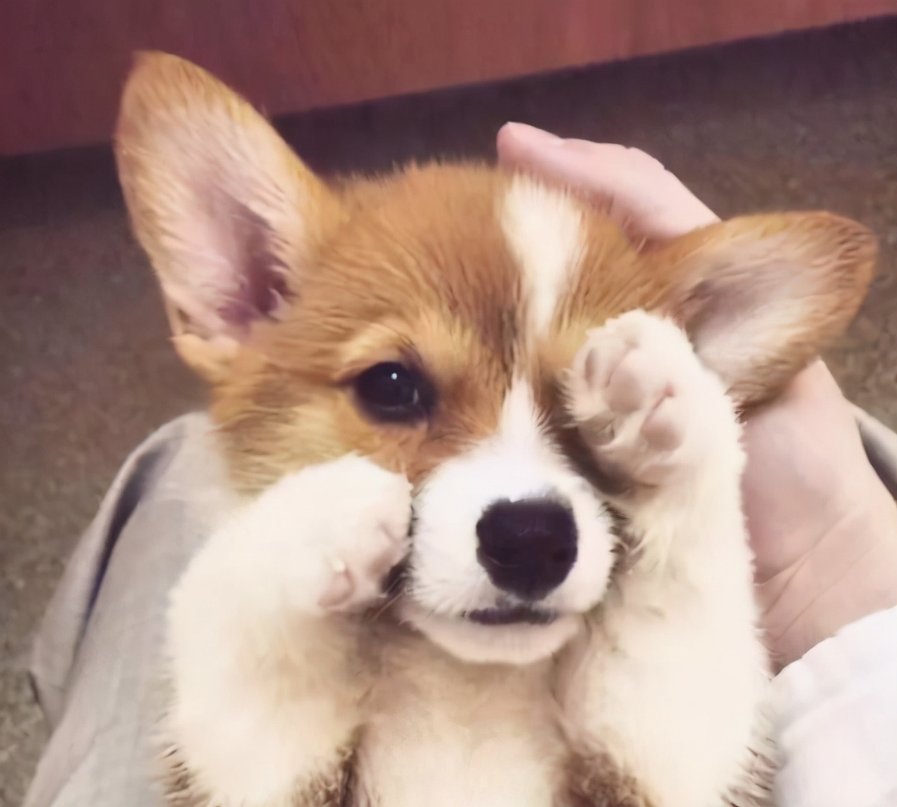 柯基犬如厕训练方法与技巧
