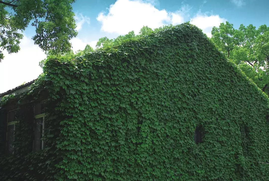 据说，这是全温州最好的十所小学！