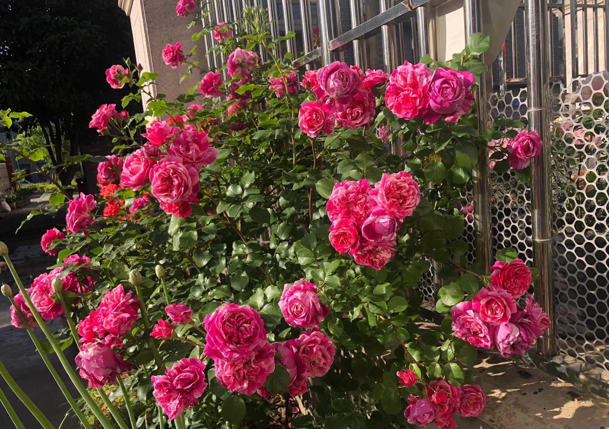 伊蕾莎斯特—无刺的藤本月季,花量巨多,适合做花墙,四季有花看