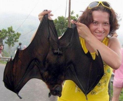 狗头蝙蝠学名(世界上最大的蝙蝠,飞行时宛如翼龙再现,现在仍是东南亚