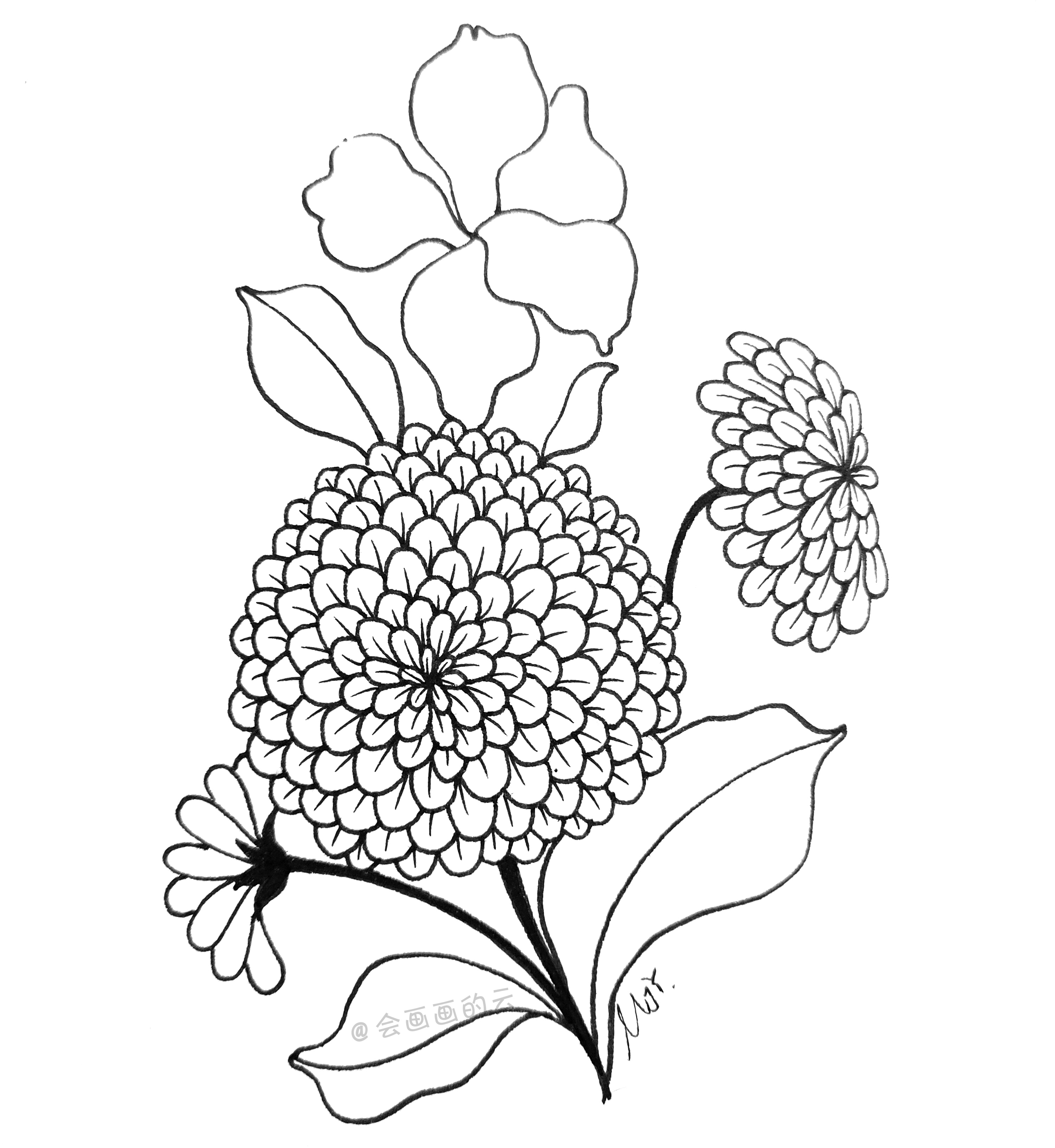分享简笔画教程，8步教你画百日菊，友谊天长地久