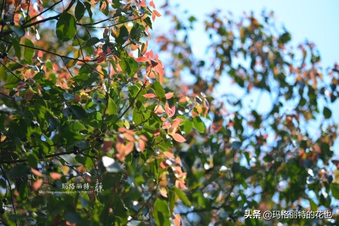 沁香中，恼人的香樟树落叶季又到了 | 植物笔记