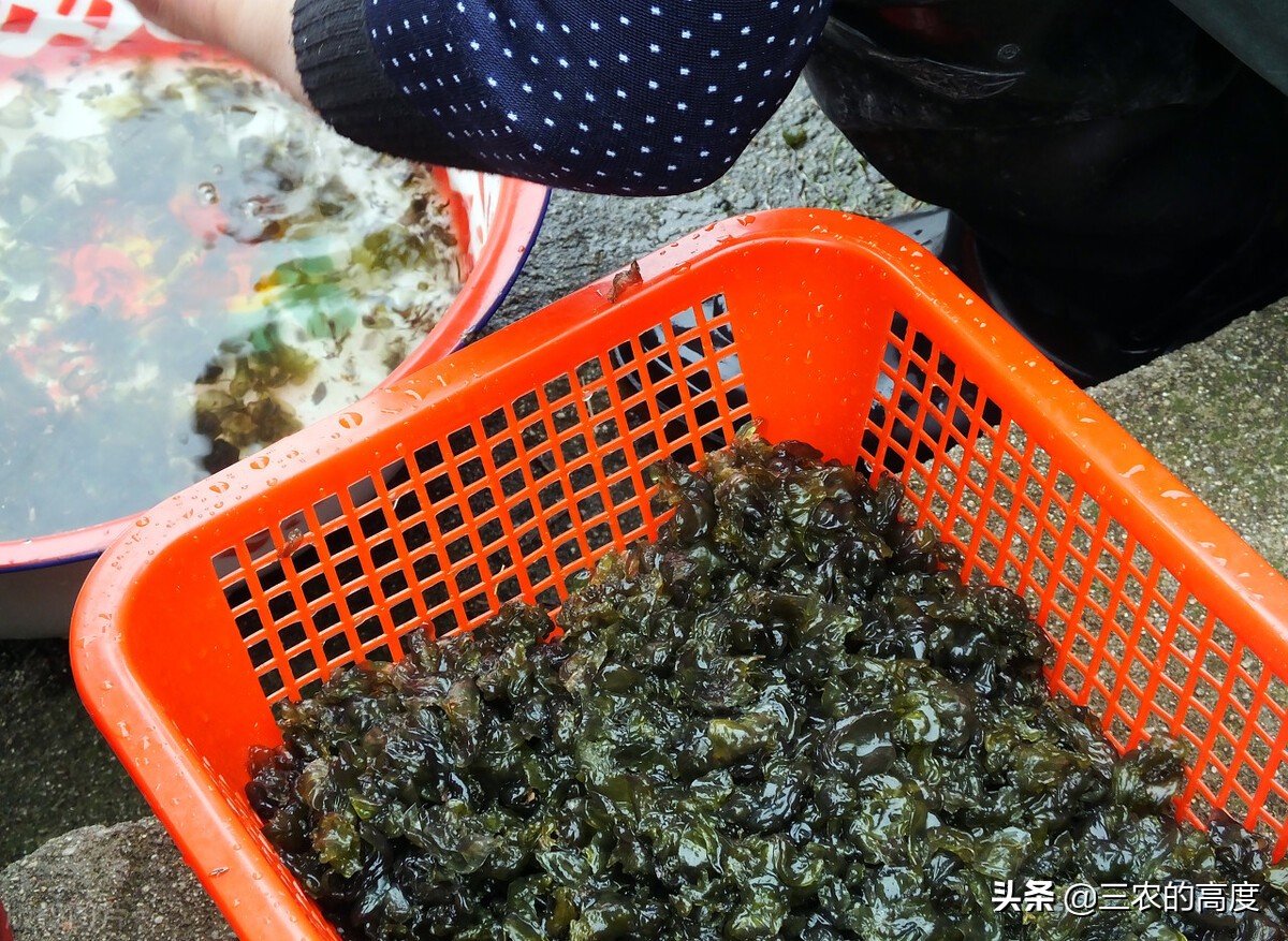 乡野间的“野菜”一年四季都有，但你不一定认识，看你吃过几种？