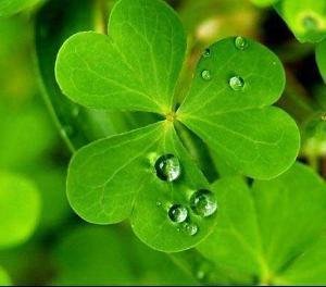 五叶草代表什么意思(五叶草国际公认为幸运的象征)