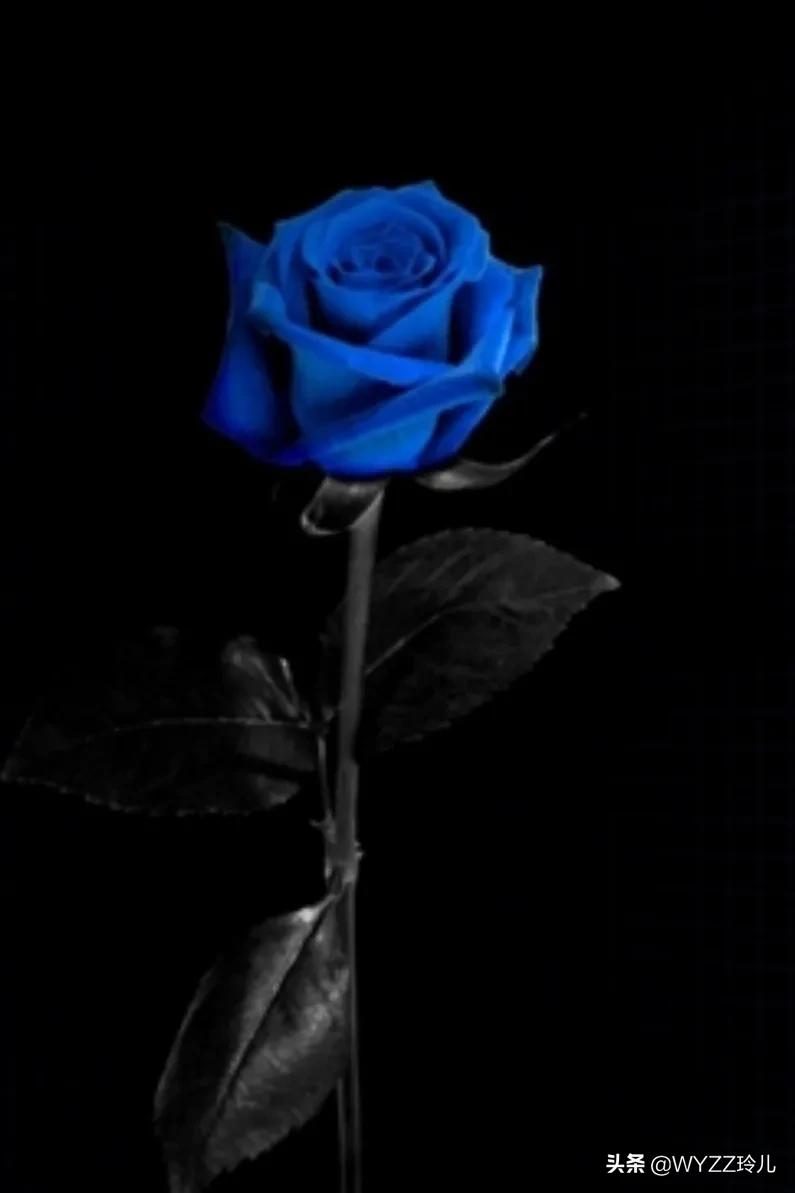 玫瑰花竟有10种颜色，你知道它们代表着不同的花语吗？