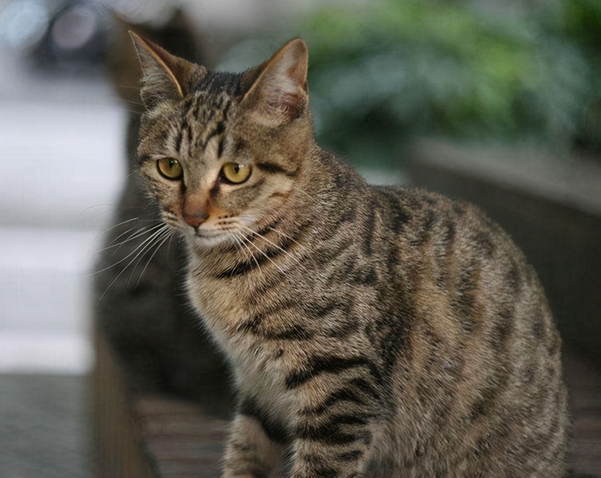 猫的品种有哪些分类，猫的品种图片名字大全及价格介绍