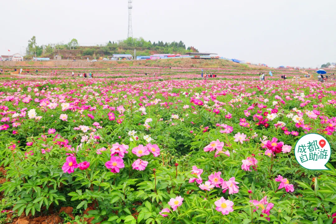 30000亩芍药花开!成都出发1.5h,免费赏花、徒步、游山…绝了