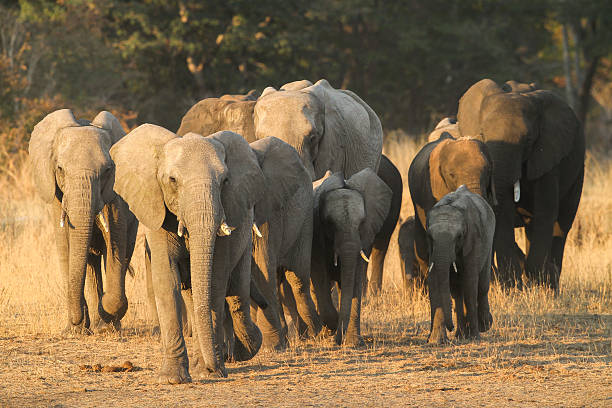 4岁小女孩不慎掉入过路象群中，大象将她护在两腿间保护起来！