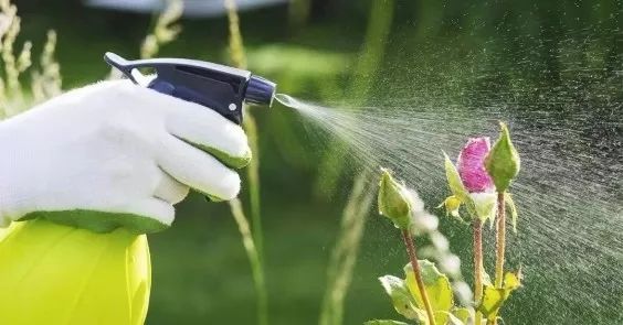 养盆栽植物最常见的几种虫害,教你正确的处理方法,让害虫远离