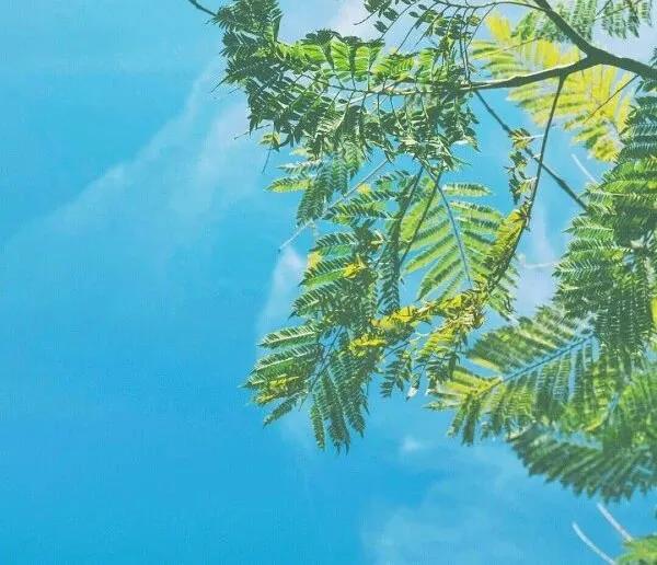 说给虚伪的朋友的说说，朋友之间的虚伪友谊说说