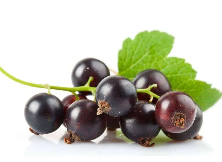 黑加仑是不是葡萄