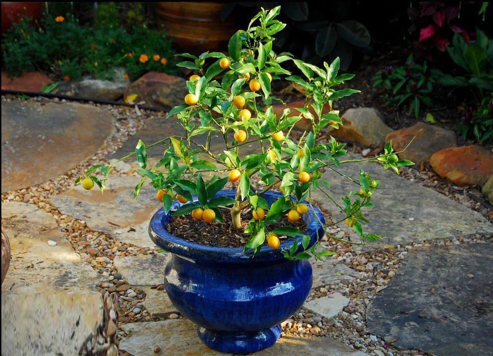 “四季栽培”培育金橘，简单实现夏天的观花和冬天的观果