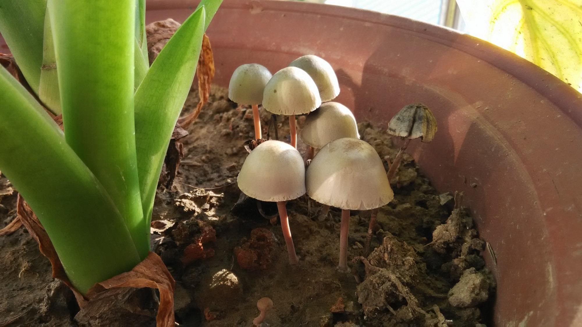 花盆里有蘑菇，说明这一点，必须纠正，不然黄叶又烂根