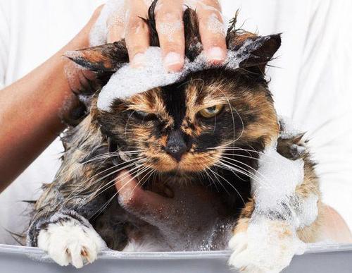 辟谣：猫咪不喜欢水才讨厌洗澡？错了，了解一下正确的洗猫知识