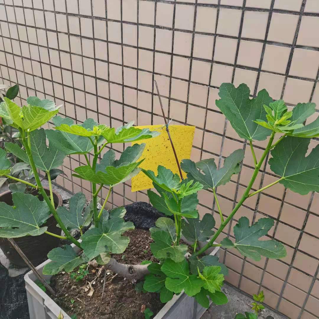 無花果的栽培技術,無花果的栽培技術和植物管理