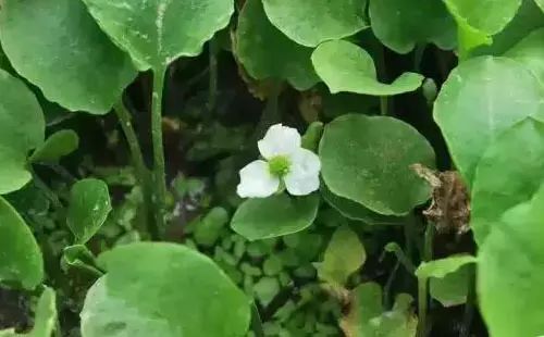 一级保护植物（为你介绍五种国家一级保护植物）