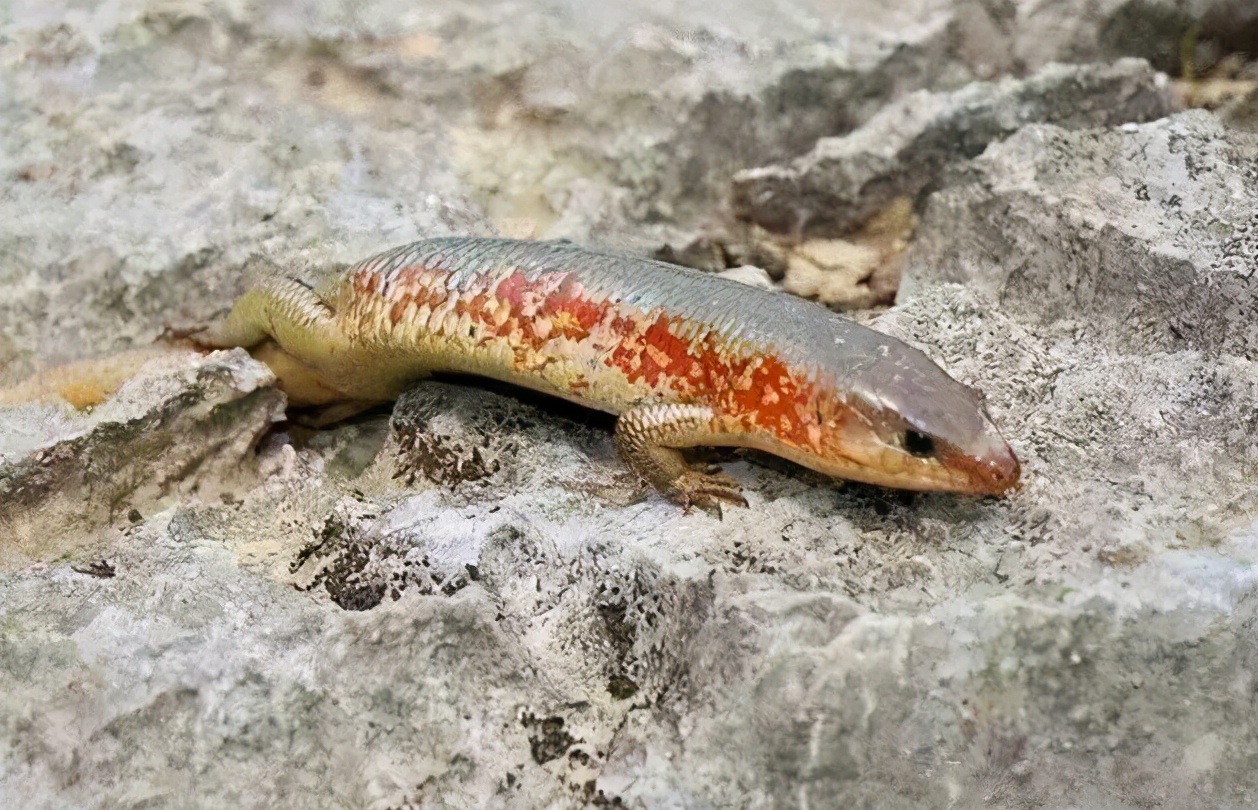 俗称"狗婆蛇",常在路边晒太阳,一见人就跑,害虫还是益虫?