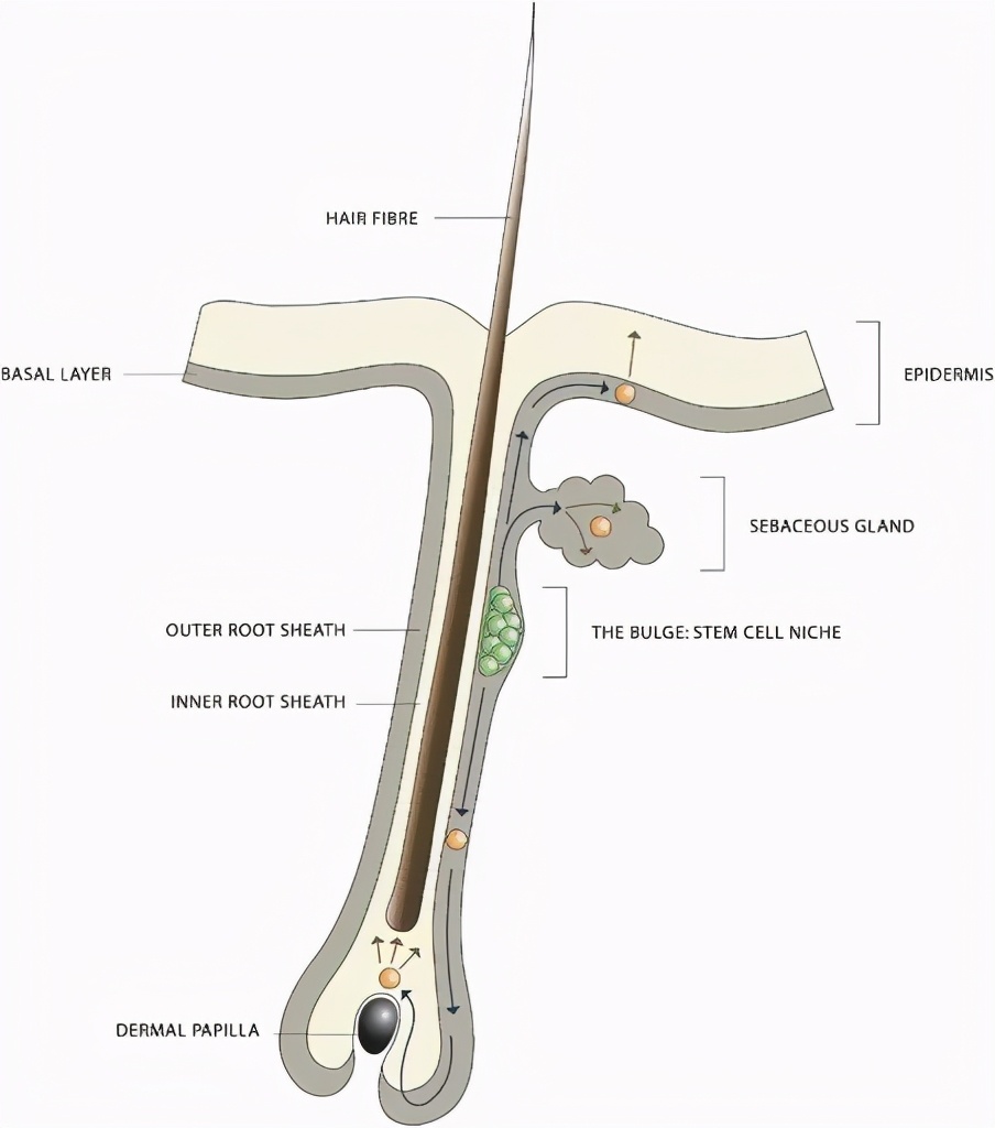 头秃有救了？《自然》最新发现：最简单的办法，或能让你重获浓密头发