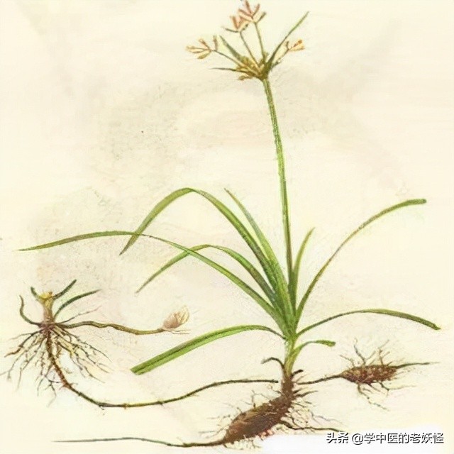香附的作用与功效每天学习一味中药香附可以直接生用也可以用醋炮制后