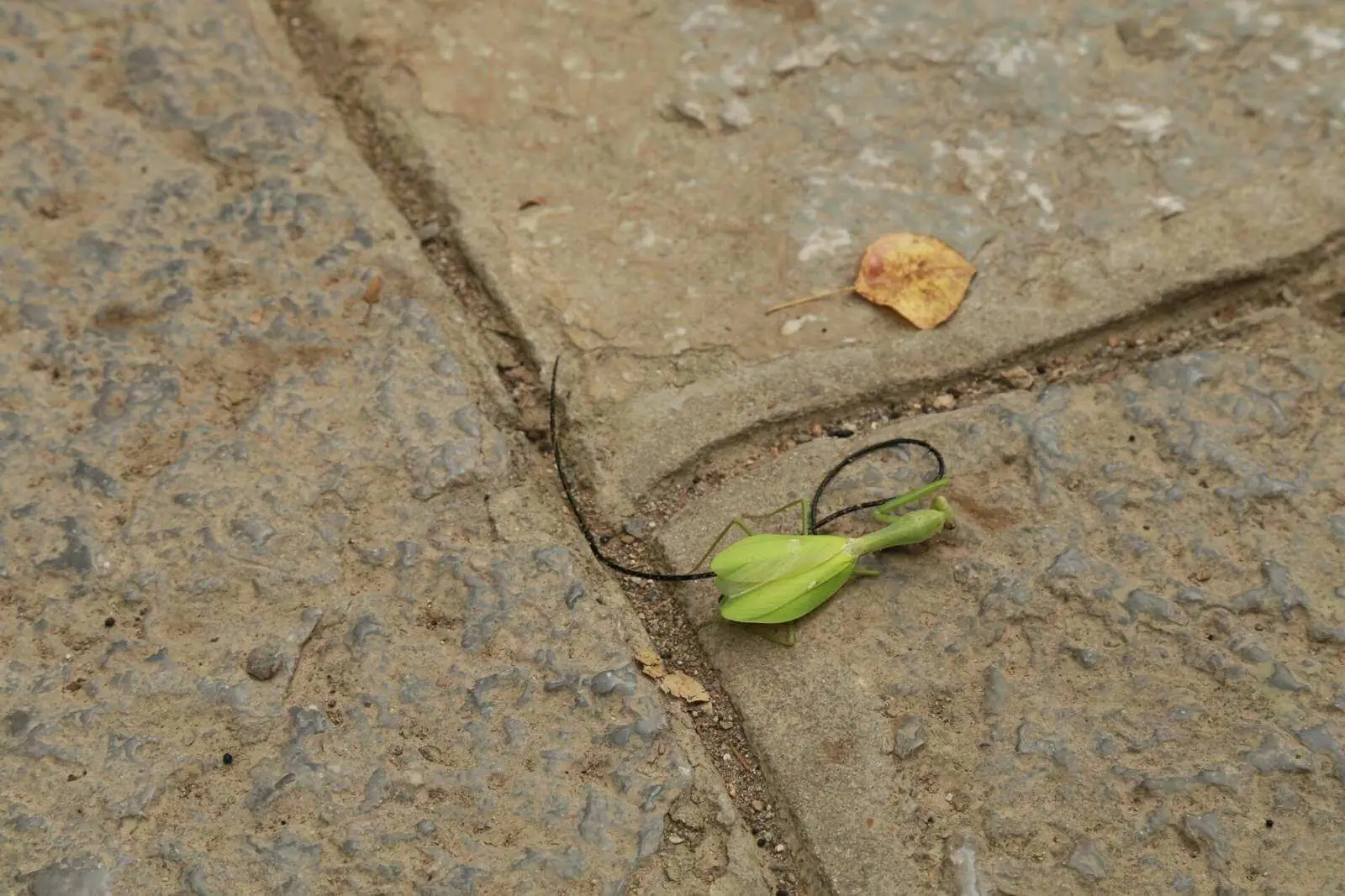 铁线虫会寄生在人体吗（铁线虫能够控制寄主意识行为）