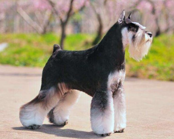 雪纳瑞价格多少钱一只挑选雪纳瑞