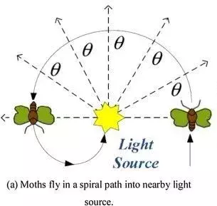 蛾子怎么产生的(飞蛾为何扑火？真正原因可能只有飞蛾自己知道)