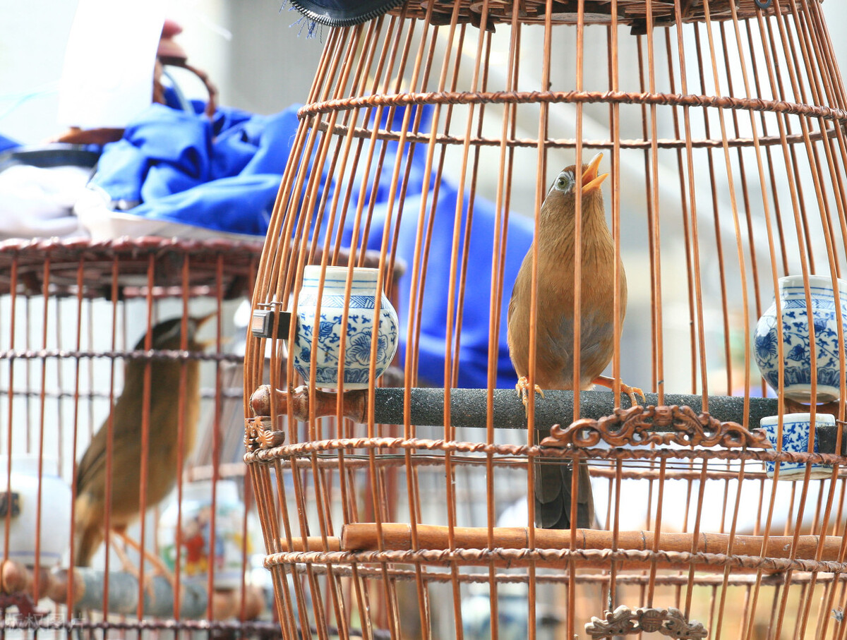 笼养画眉鸟,"生鸟阶段"的驯养要点