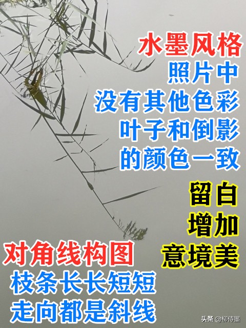 叶子形态各有千秋，跟着摄影师学拍照，拍美“一叶知秋”