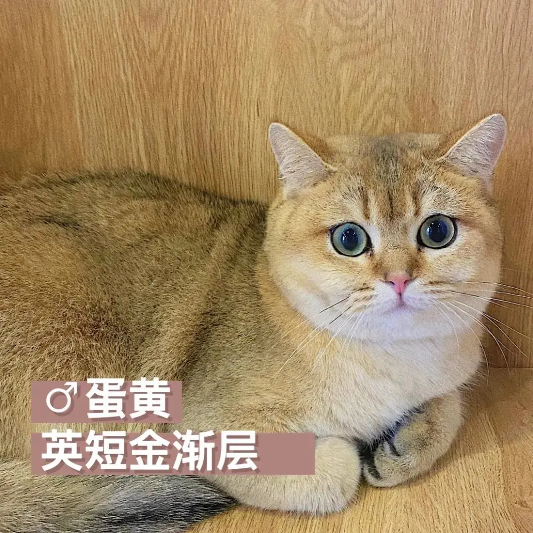 「探GAI」沈阳,那些正被猫治愈的年轻人