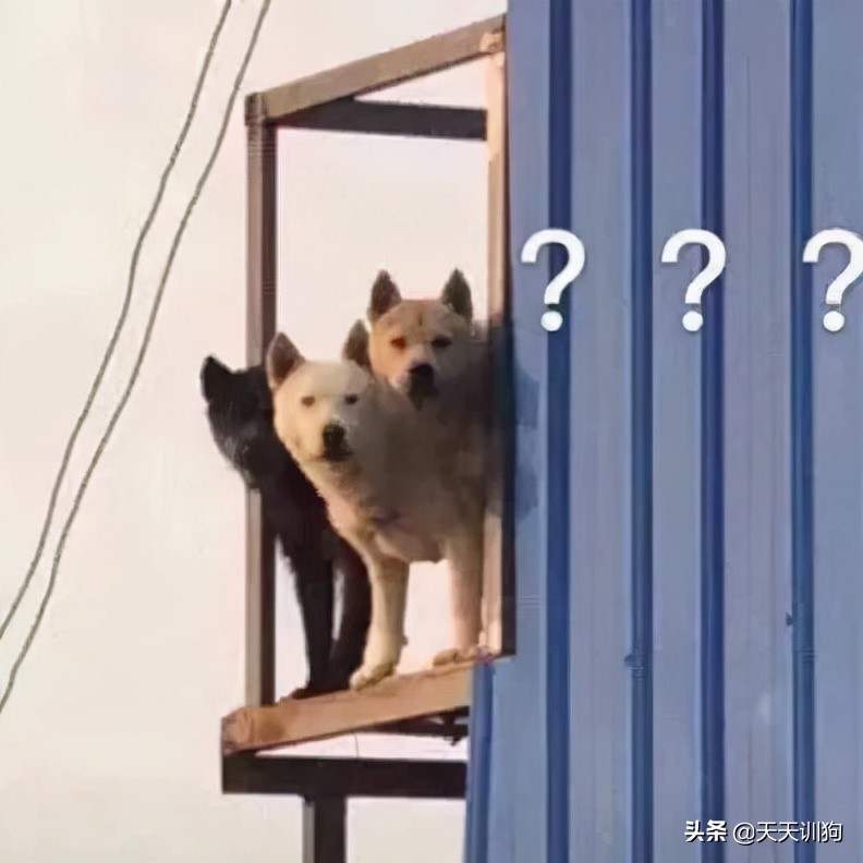 狗狗坐了副驾驶，主人就得重返驾校？